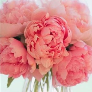 Meet your Posher, Ann